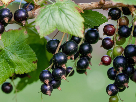 Nouvelle Route du Cassis en Bourgogne