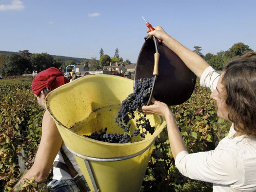 Grape harvest
